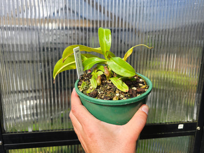 Nepenthes 'Red Leopard' - Intermediate Tropical Pitcher Plant