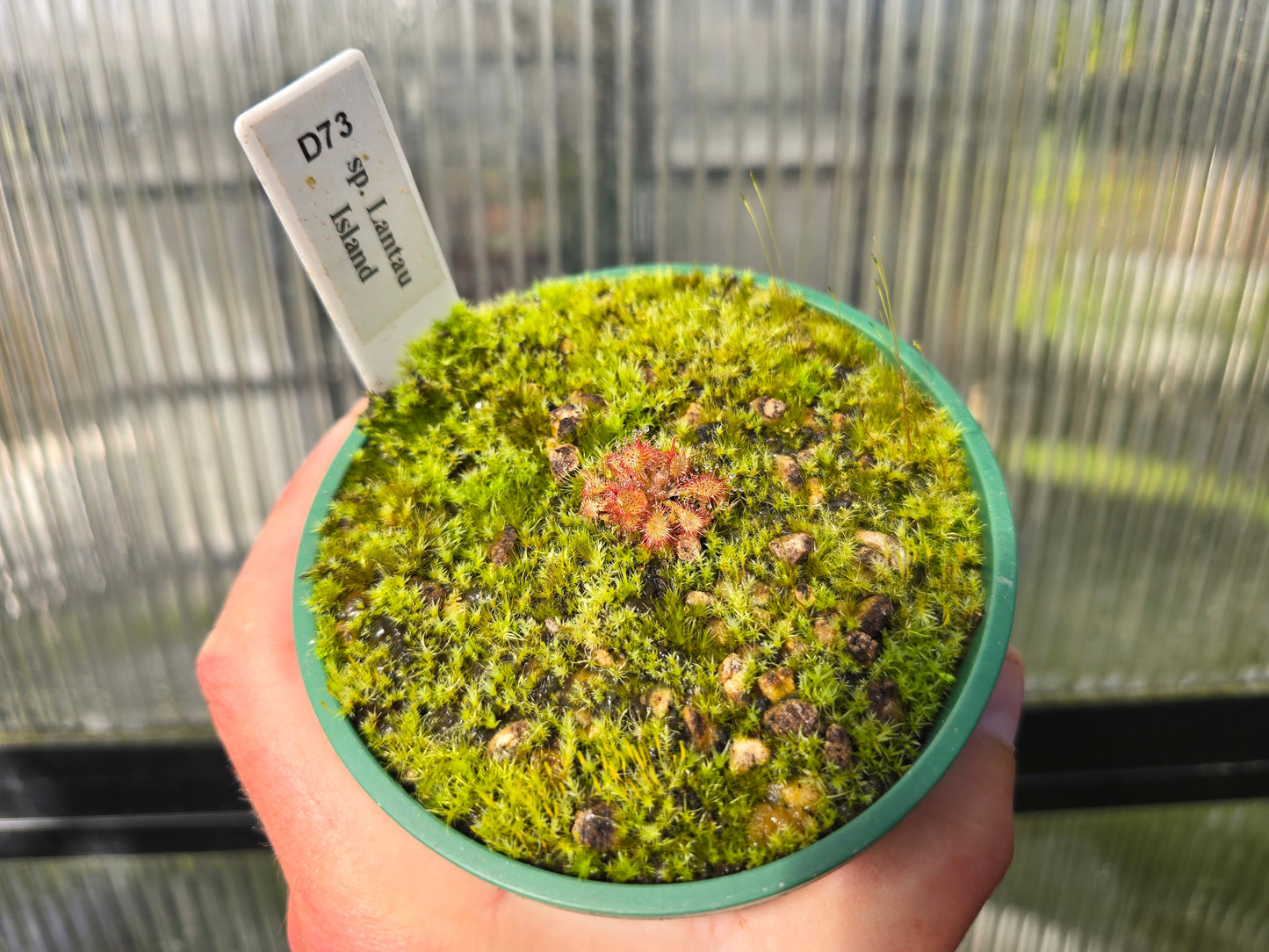 Drosera 'sp. Lantau Island' (Hong Kong) - Sundew