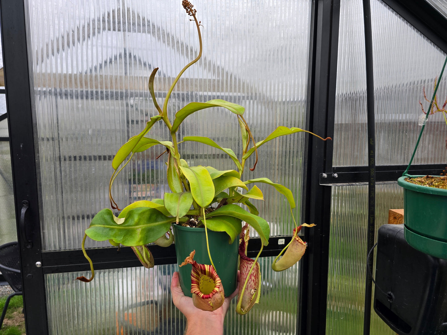 Nepenthes maxima x veitchii (Female) - Intermediate Tropical Pitcher Plant