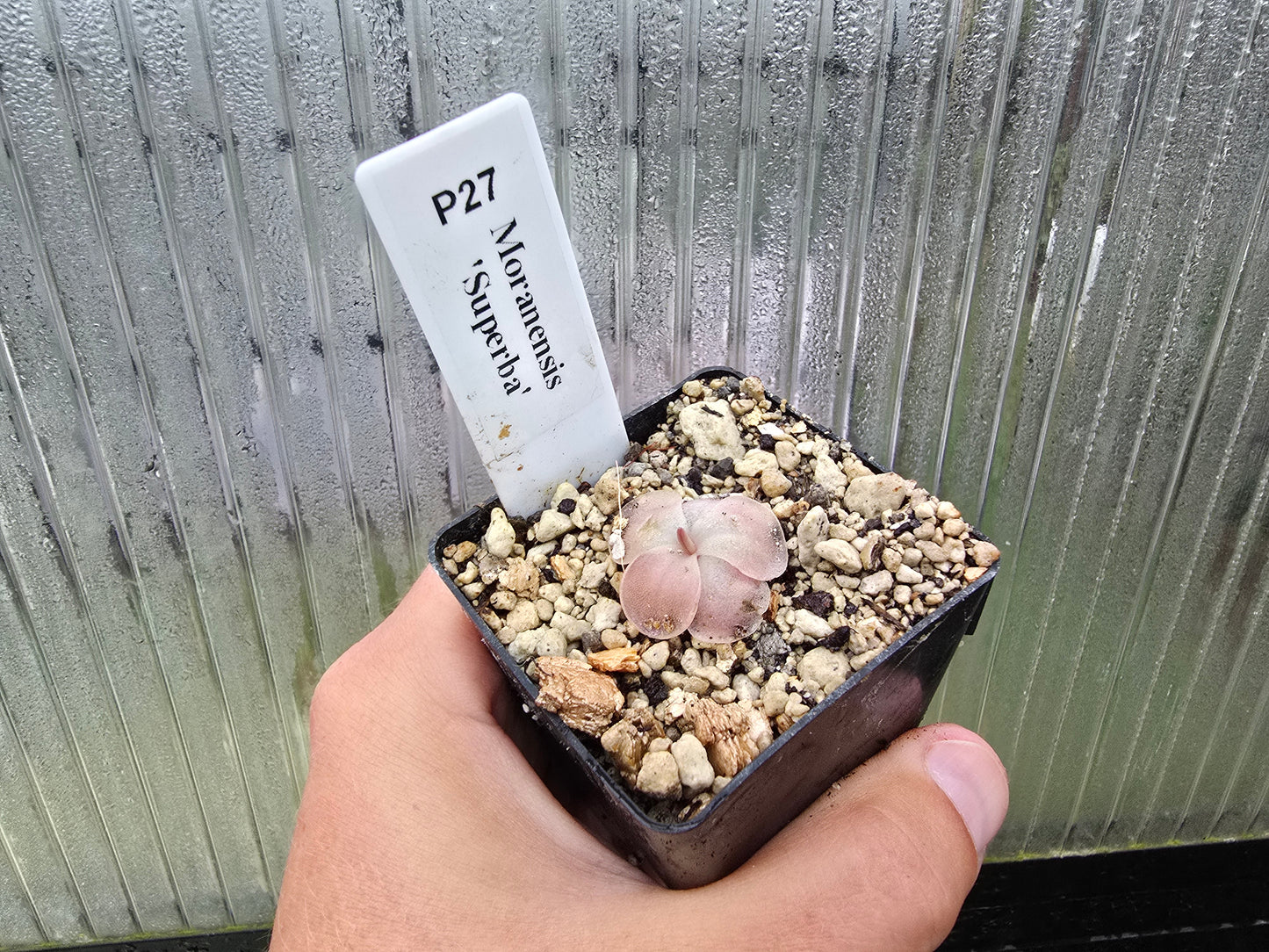 Pinguicula moranensis 'Superba' - Mexican Butterwort