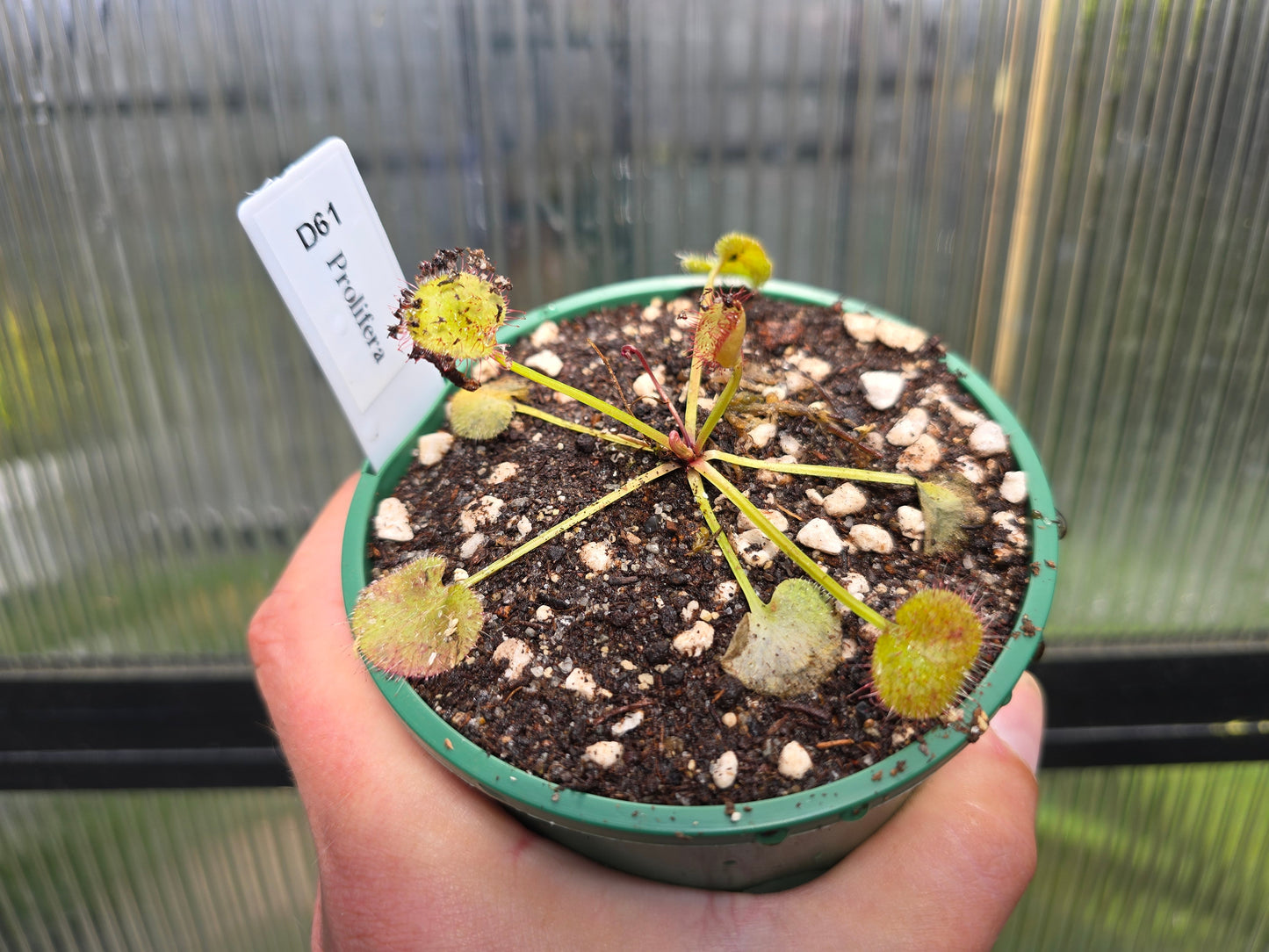 Drosera prolifera - Hen and Chicks Sundew