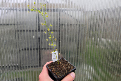 Drosera lunata - Tuberous Sundew