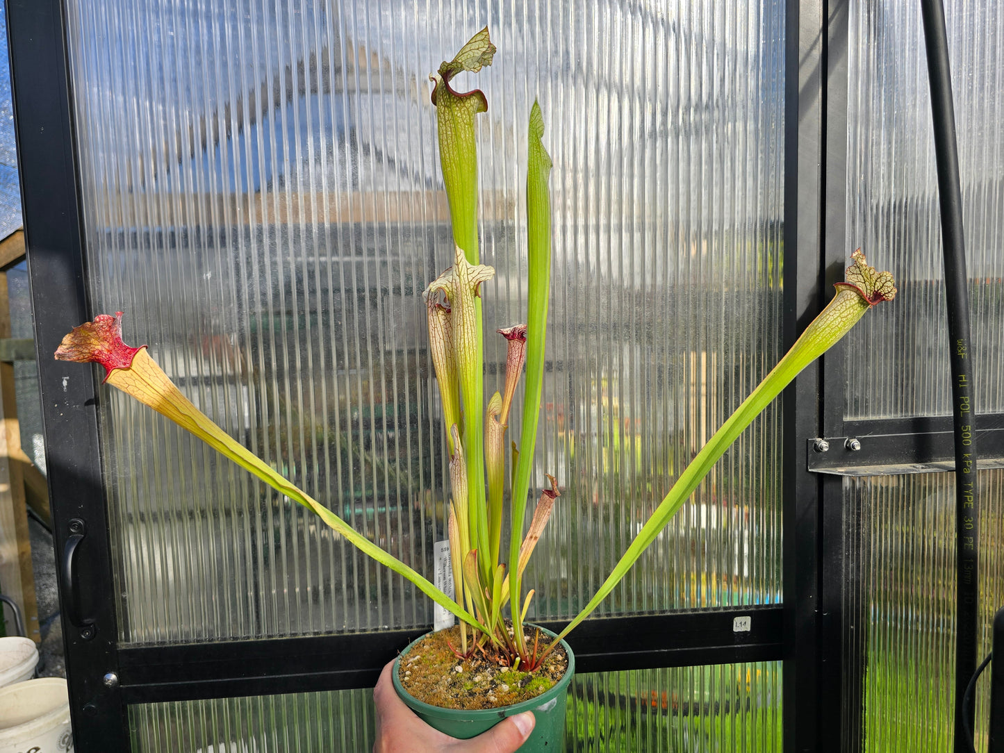 Sarracenia (oreophila 005MK x 'Moorei' cv. 'Wilkerson White Knight') x 'Lamsatyricon' - American Pitcher Plant
