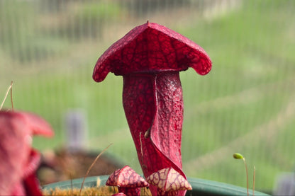 Sarracenia rubra ssp. alabamensis x purpurea ssp. venosa var. burkeii - American Pitcher Plant