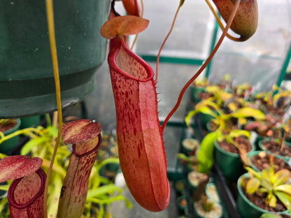 Nepenthes sibuyanensis x 'Gothica' - Intermediate Tropical Pitcher Plant