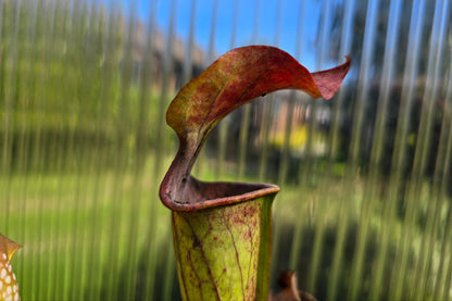SEED - Sarracenia oreophila var. oreophila - Giant Form, Red Under Lid In Autumn - Green Pitcher Plant - 10+ Per Packet