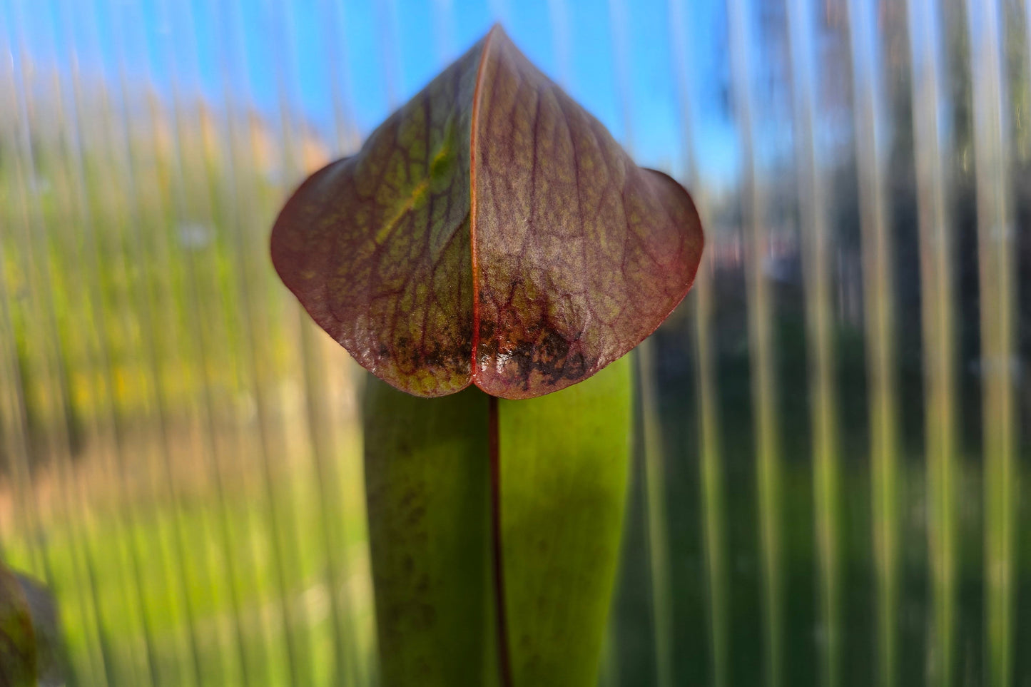 SEED - Sarracenia minor var. okefenokeensis - Hooded Pitcher Plant - 10+ Per Packet