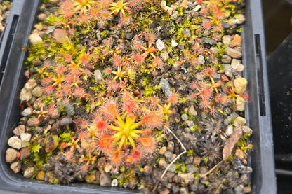 Drosera omissa × pulchella - Pygmy Sundew