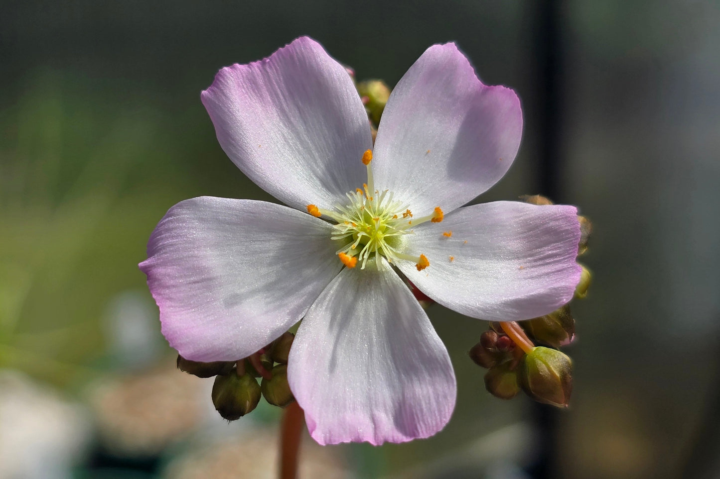 Drosera binata var. multifida "Extrema - Pink Flower Form" - Staghorn Sundew