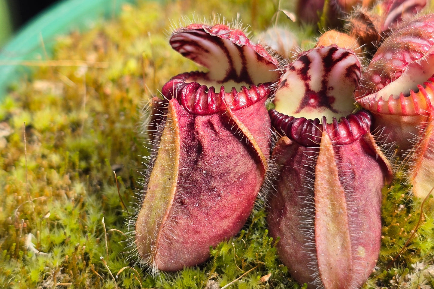 Cephalotus follicularis - Australian Pitcher Plant