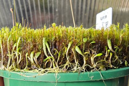 Utricularia dichotoma - Central N.I. Montane Form (Lake Rotoaira, Taupo, NZ) - Terrestrial Bladderwort