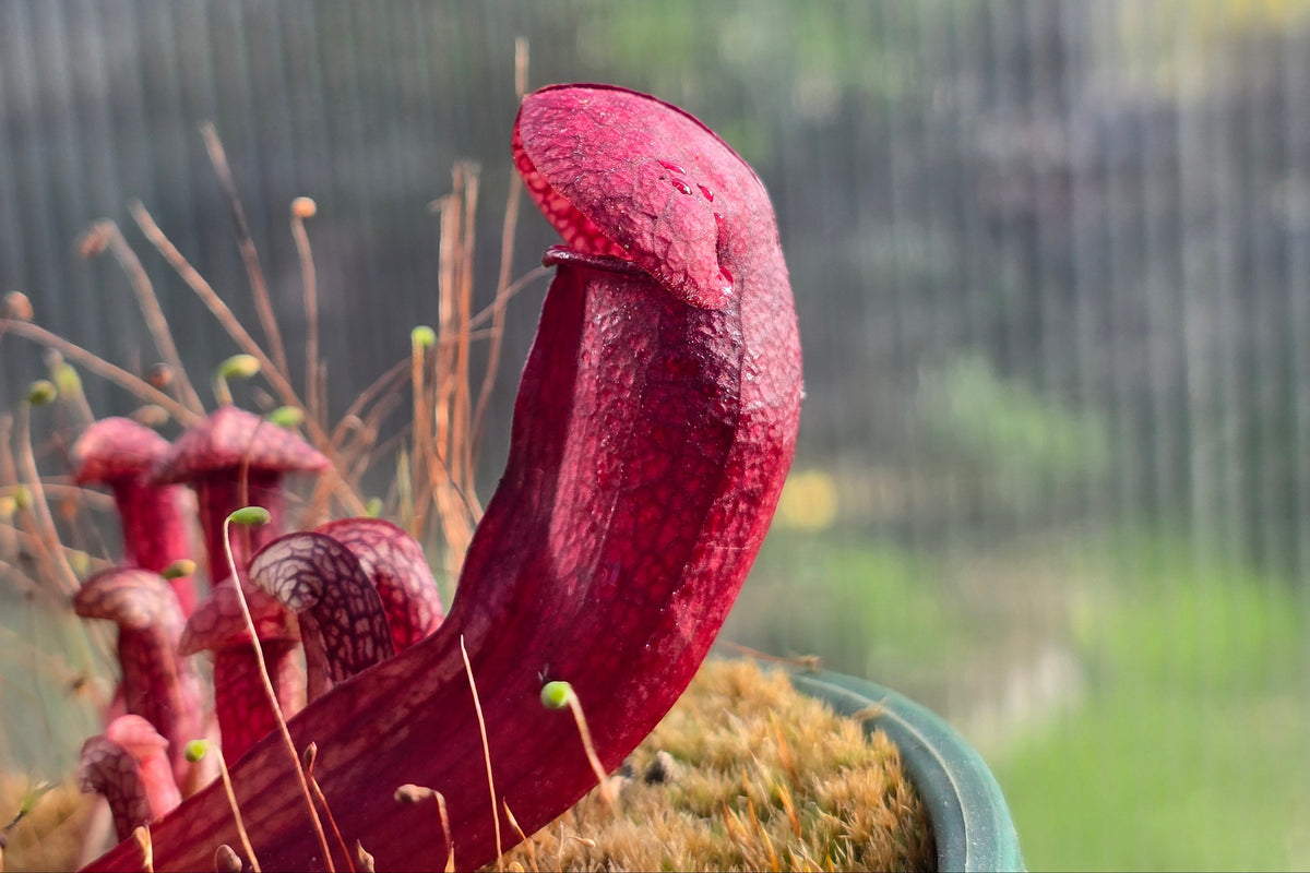 Sarracenia rubra ssp. alabamensis x purpurea ssp. venosa var. burkeii - American Pitcher Plant