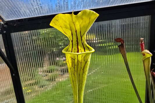 SEED - Sarracenia alata x oreophila (Texas, USA) - American Pitcher Plant - 10+ Per Packet