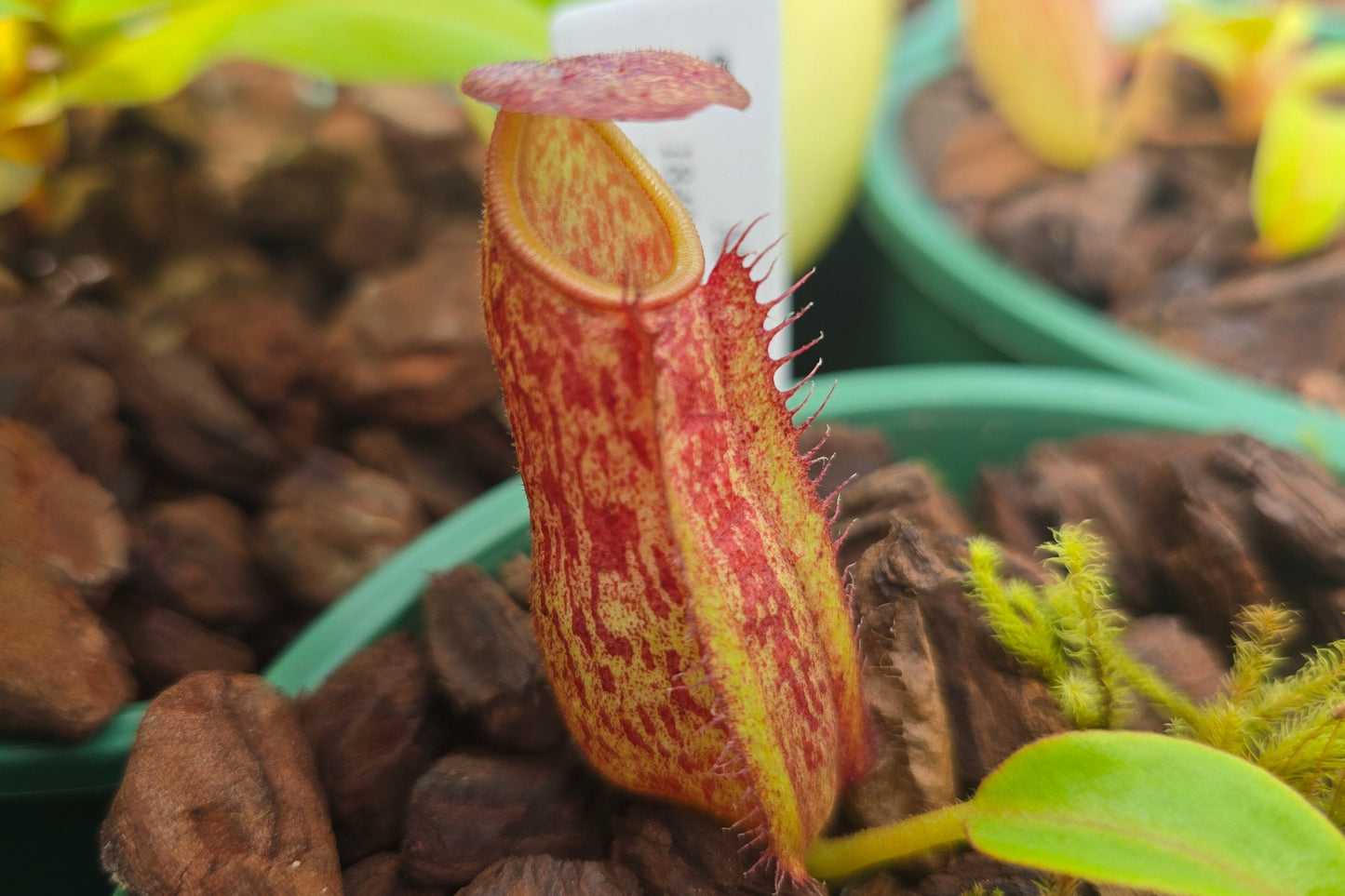 Nepenthes alata - Intermediate Tropical Pitcher Plant