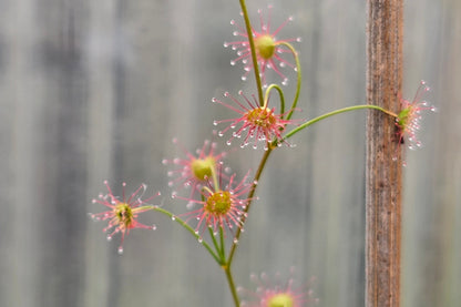 Drosera moorei - Tuberous Sundew