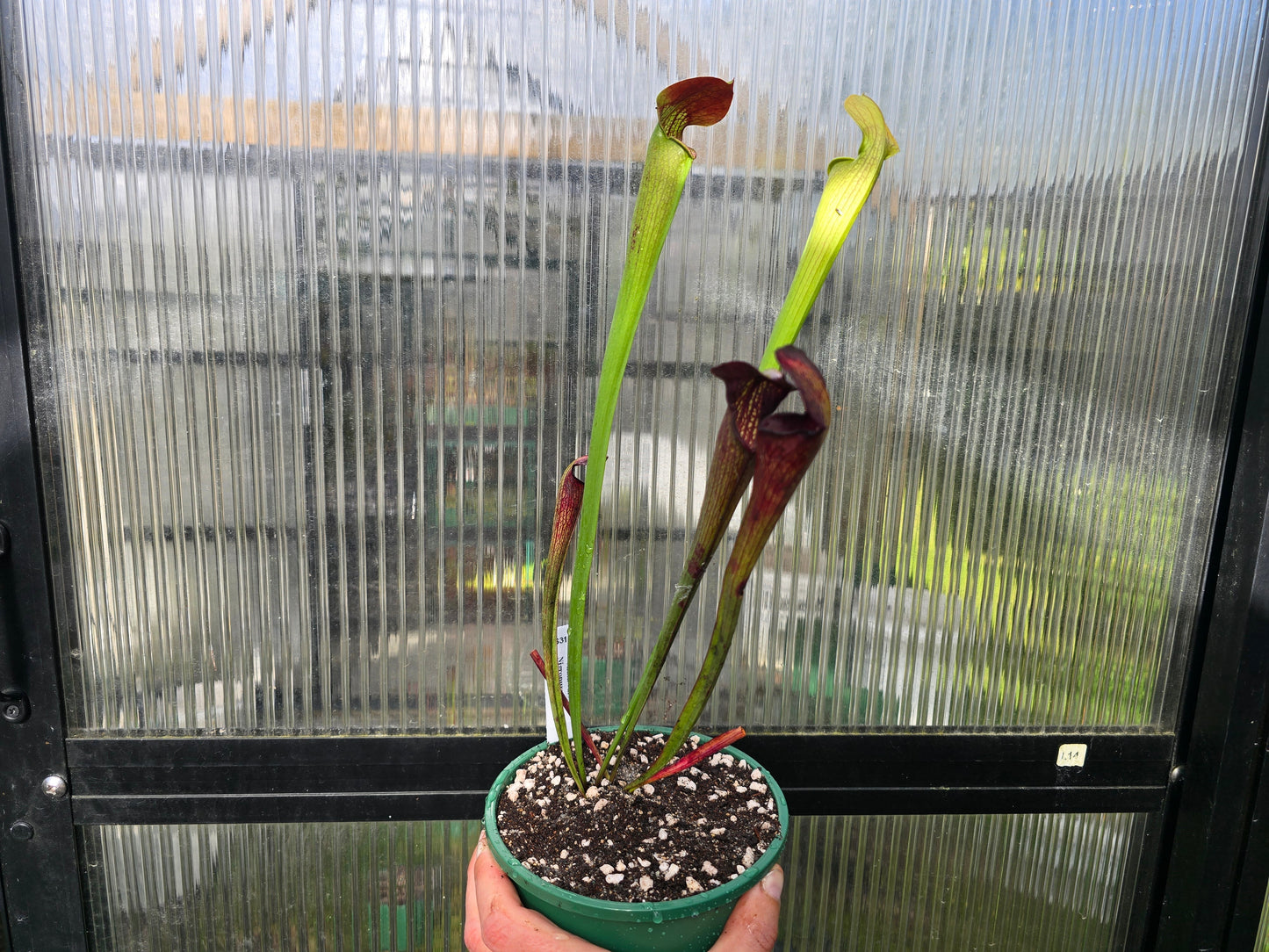 Sarracenia alata var. nigropurpurea (Desoto, Michigan, USA) - American Pitcher Plant