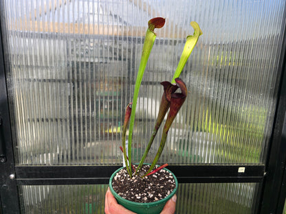 Sarracenia alata var. nigropurpurea (Desoto, Michigan, USA) - American Pitcher Plant