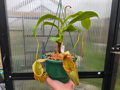 Nepenthes Veitchii Hybrid (Male) - Intermediate Tropical Pitcher Plant