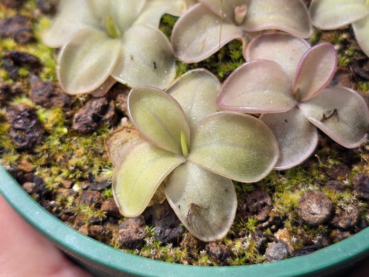 ?!label-Indicative photo