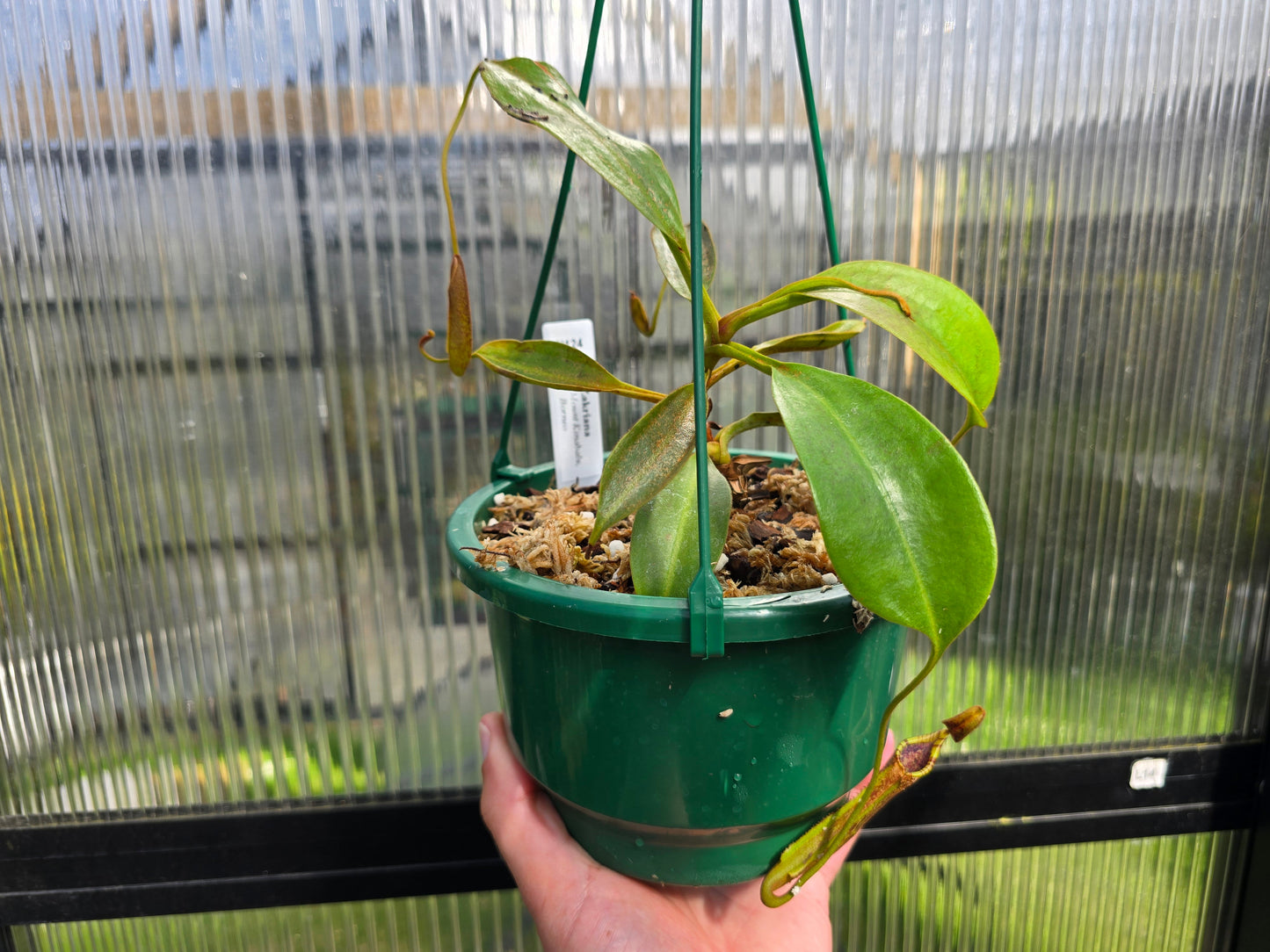 Nepenthes zakriana (Mount Kinabalu, Borneo) - Intermediate Tropical Pitcher Plant