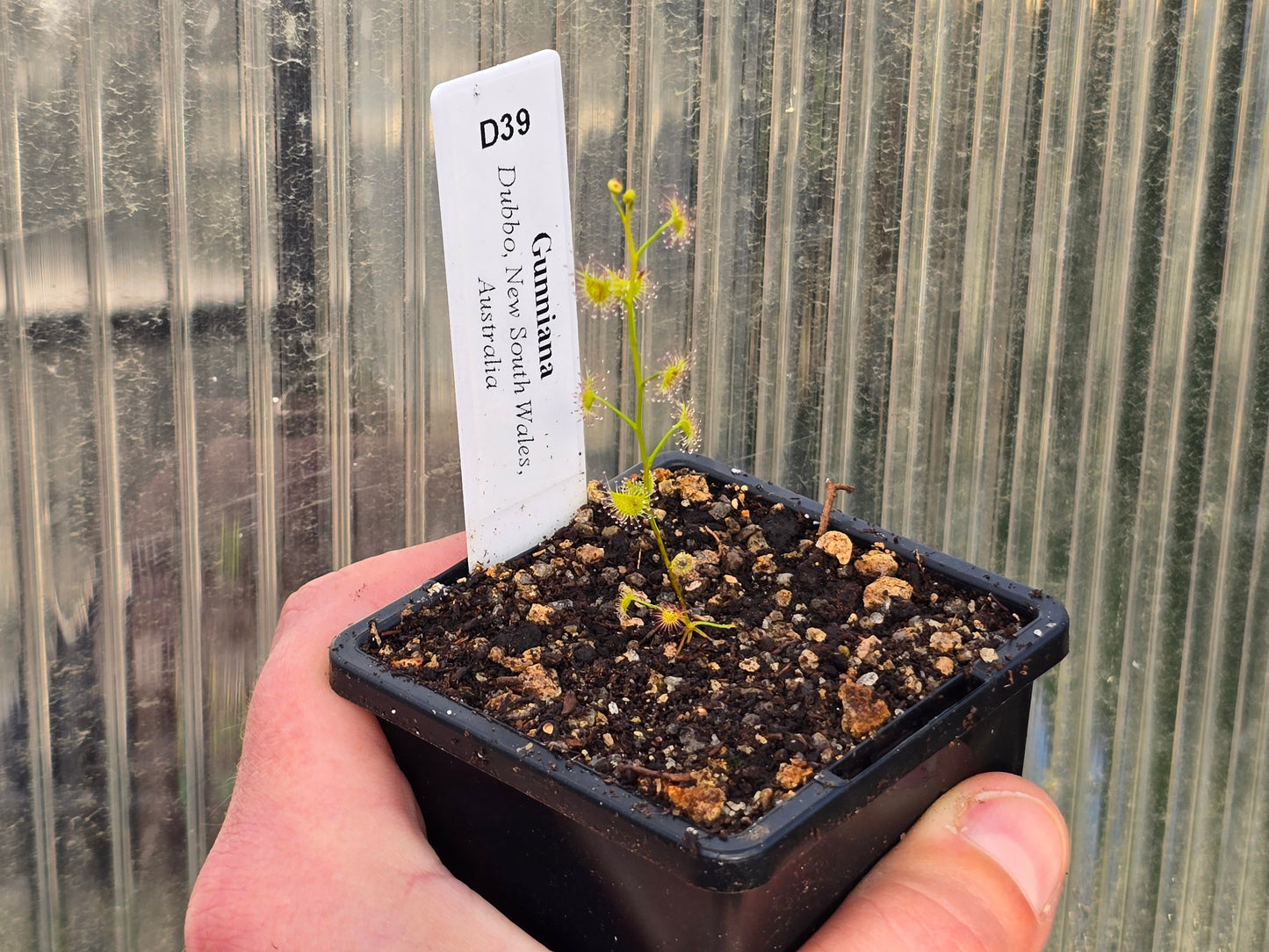 Drosera gunniana (Dubbo, New South Wales, Australia) - Tuberous Sundew