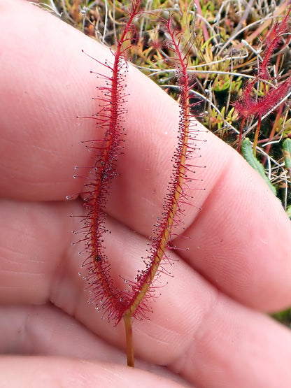 Drosera binata (Chatham Island, NZ) - Forked Sundew