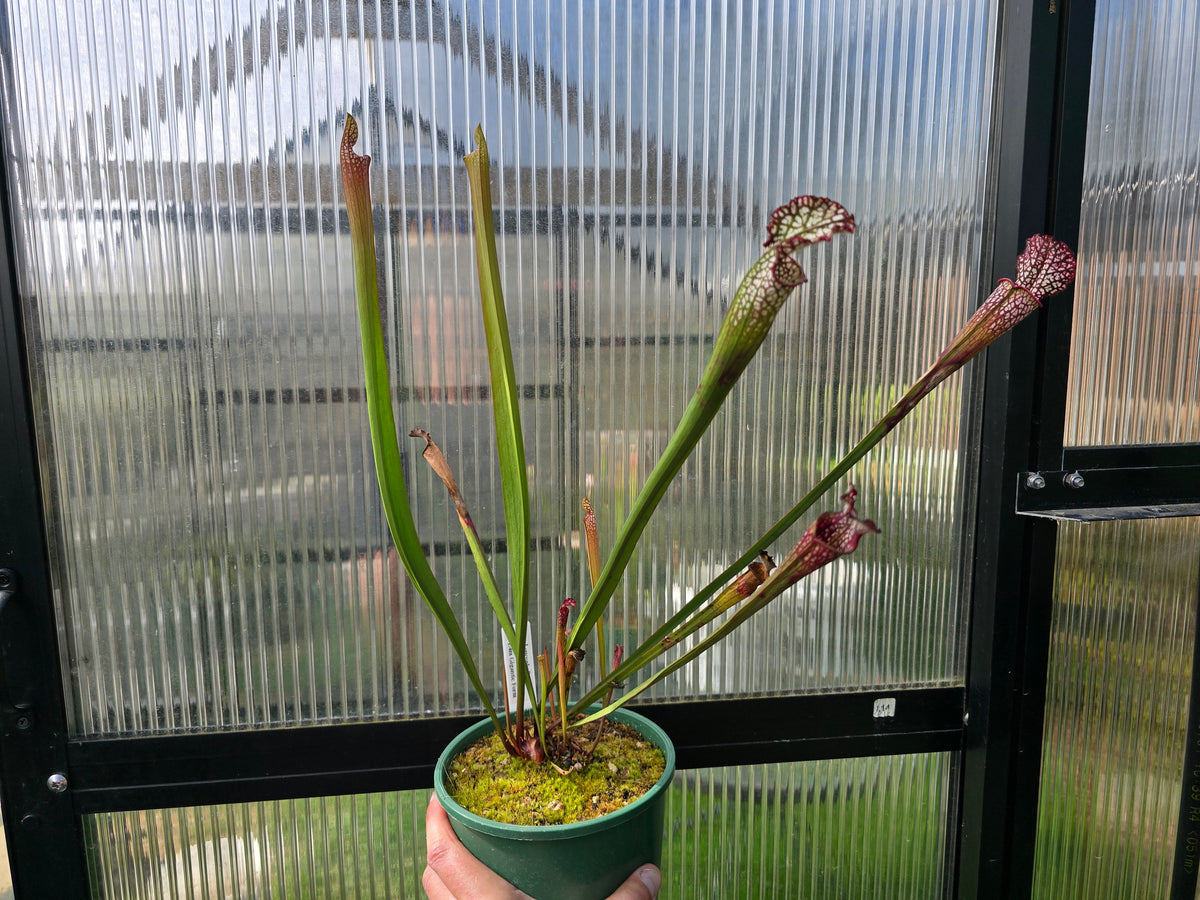 Sarracenia leucophylla var. leucophylla - 1.4m Gigantic Form - White Pitcher Plant