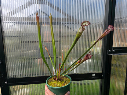Sarracenia leucophylla var. leucophylla - 1.4m Gigantic Form - White Pitcher Plant