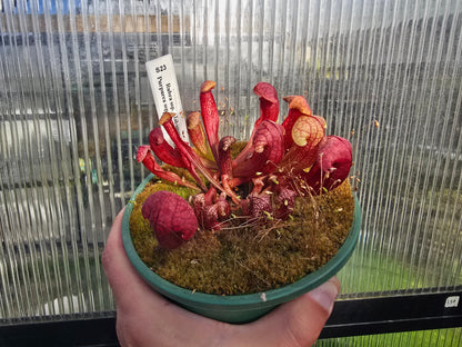 Sarracenia rubra ssp. alabamensis x purpurea ssp. venosa var. burkeii - American Pitcher Plant