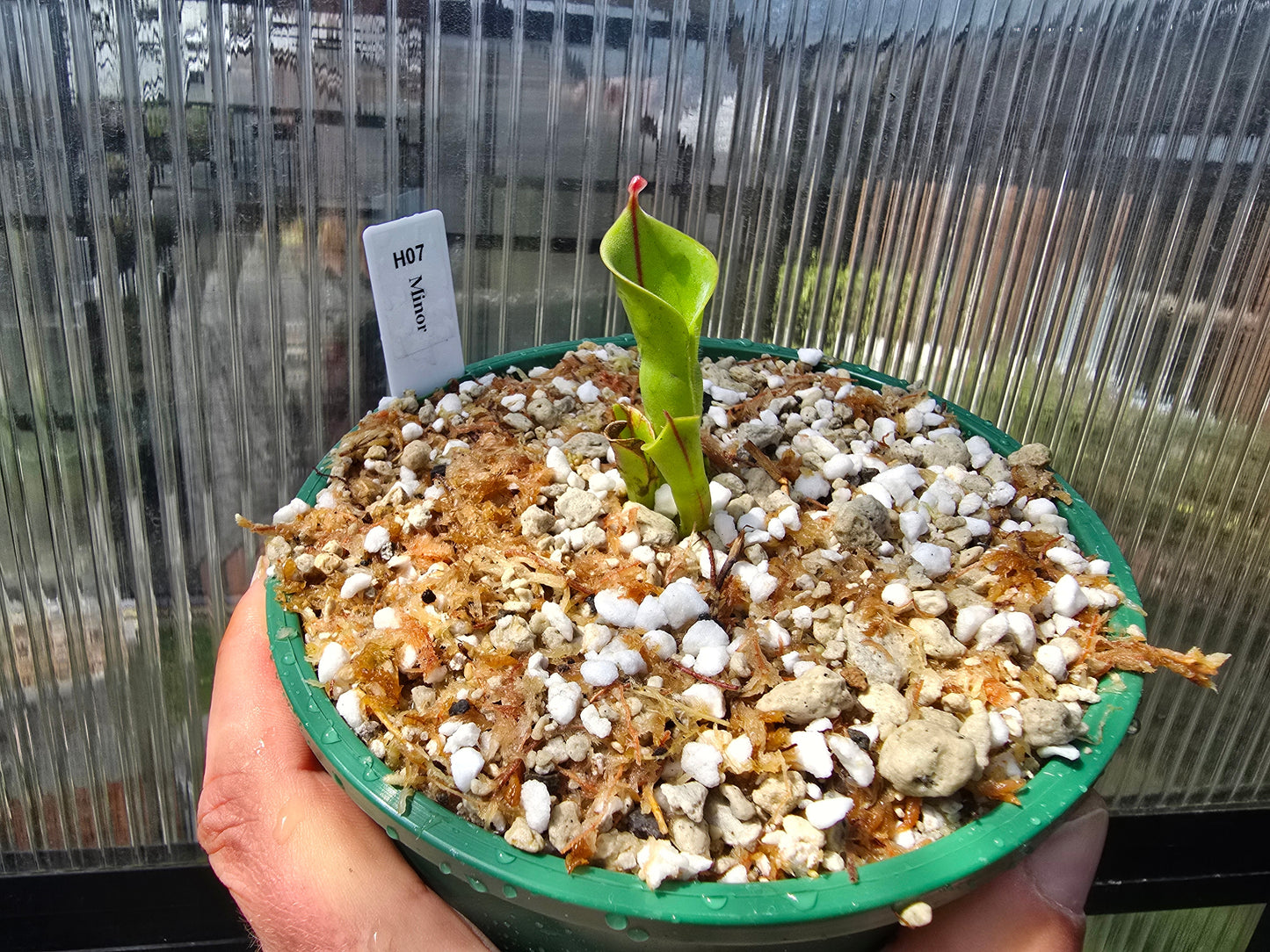 Heliamphora minor - BE-3250 - Lesser Sun Pitcher