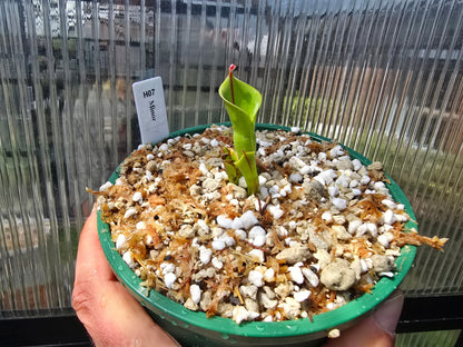 Heliamphora minor - BE-3250 - Lesser Sun Pitcher