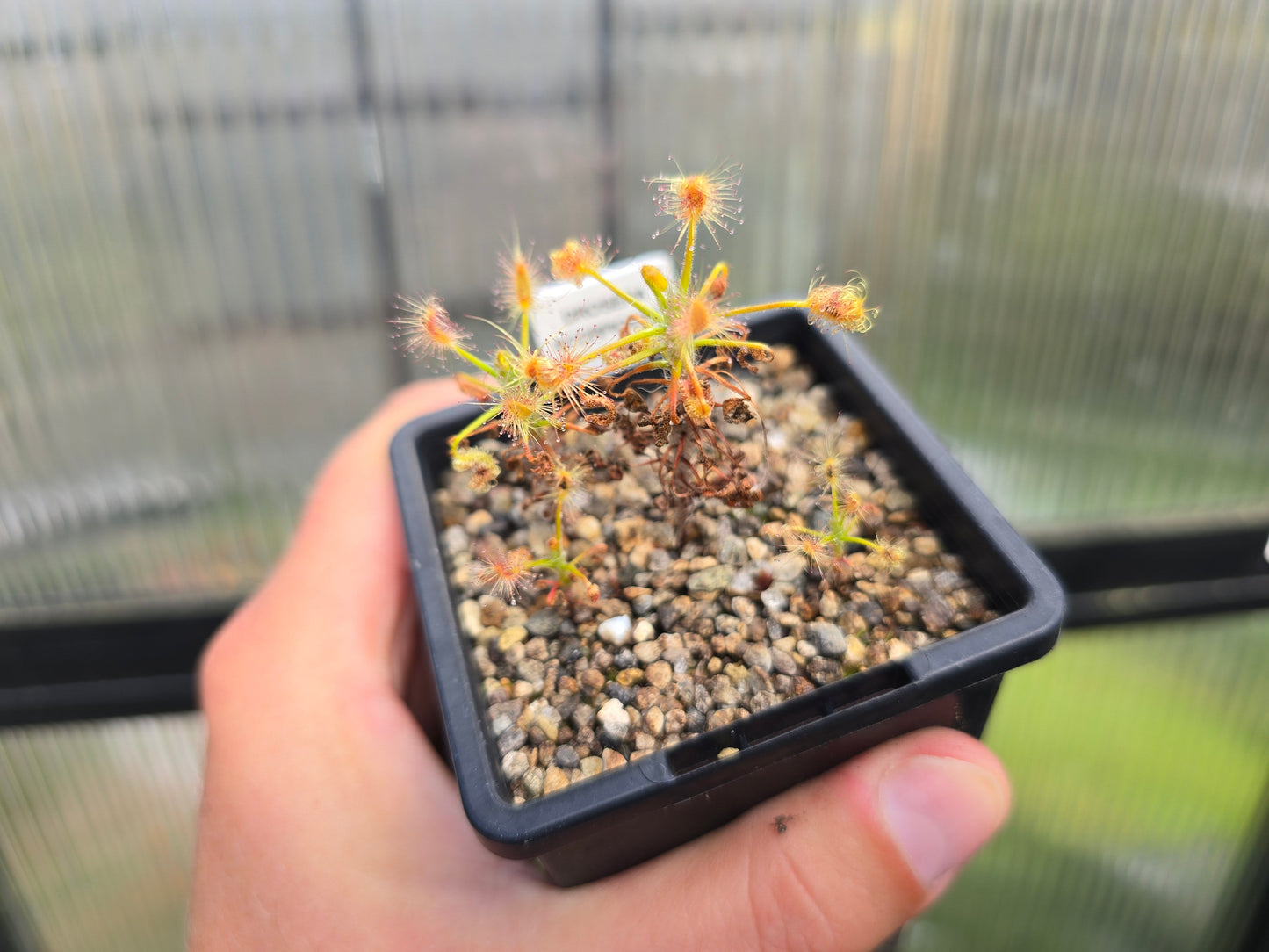 Drosera scorpioides - Pygmy - The Shaggy Sundew