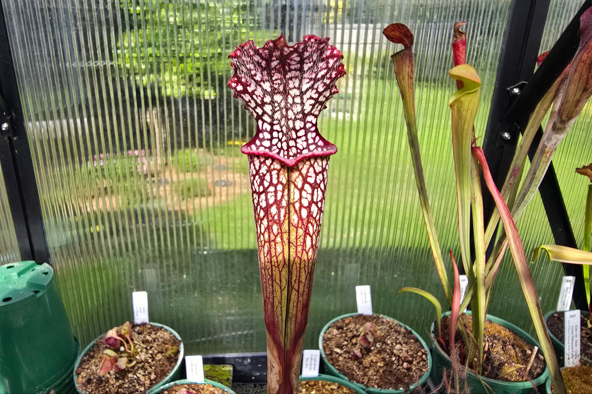 Sarracenia leucophylla var. leucophylla - 1.4m Gigantic Form - White Pitcher Plant