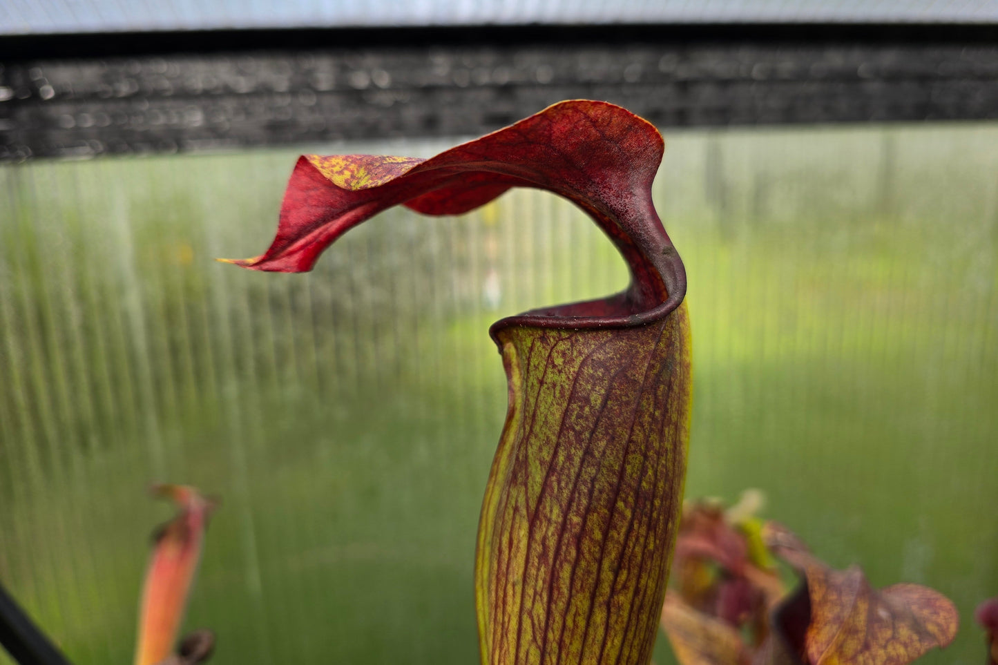 SEED - Sarracenia alata var. rubrioperculata - American Pitcher Plant - 10+ Per Packet