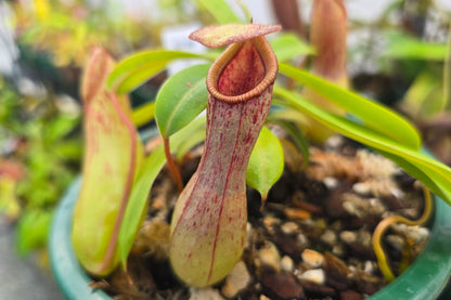 Nepenthes 'St Pacificus' - Intermediate Tropical Pitcher Plant