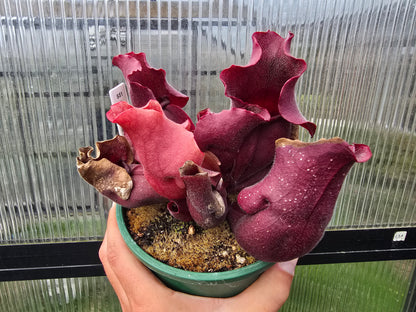 Sarracenia purpurea ssp. rosea Giant Form (Calhoun County, Florida, USA) x 'Big Vigorous' - Purple Pitcher Plant