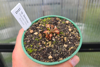 Drosera sp. Botswana (Okavango Delta, Botswana) - Sundew