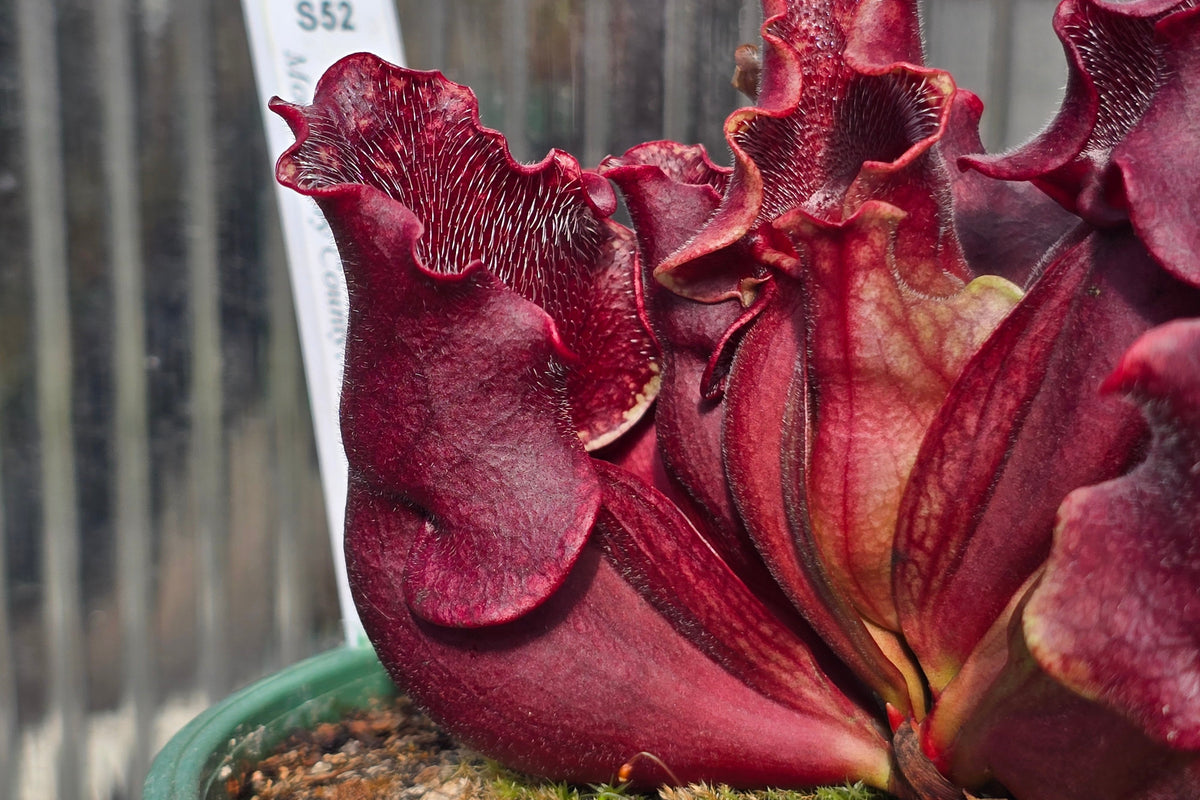 Sarracenia purpurea ssp. Venosa 'Big Fib' x 'Biggest Venosa' (Montgomery County, North Carolina, USA) - Purple Pitcher Plant