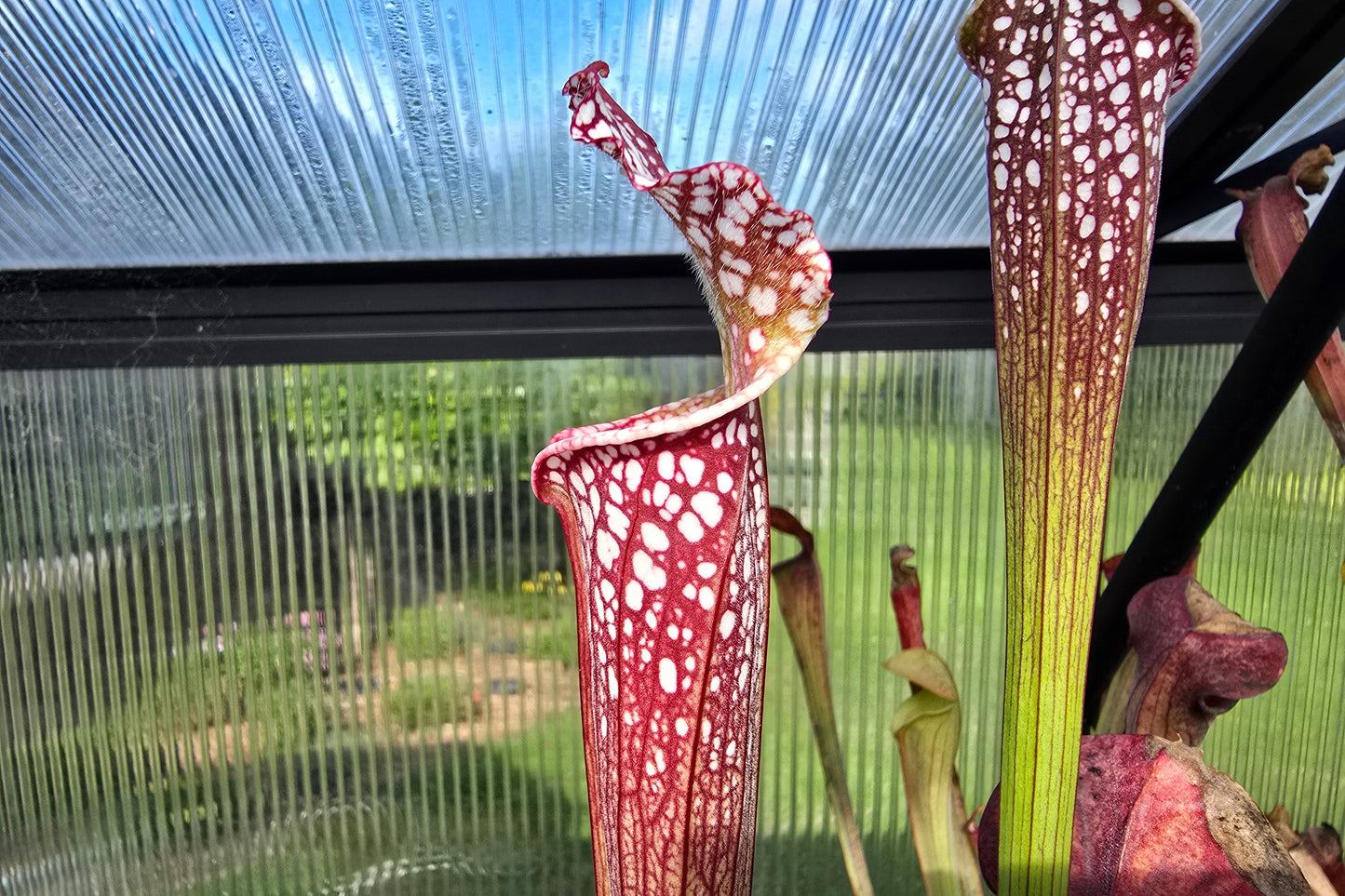 SEED - Sarracenia leucophylla var. leucophylla (Baldwin County, Alabama, USA) - White Pitcher Plant - 10+ Per Packet