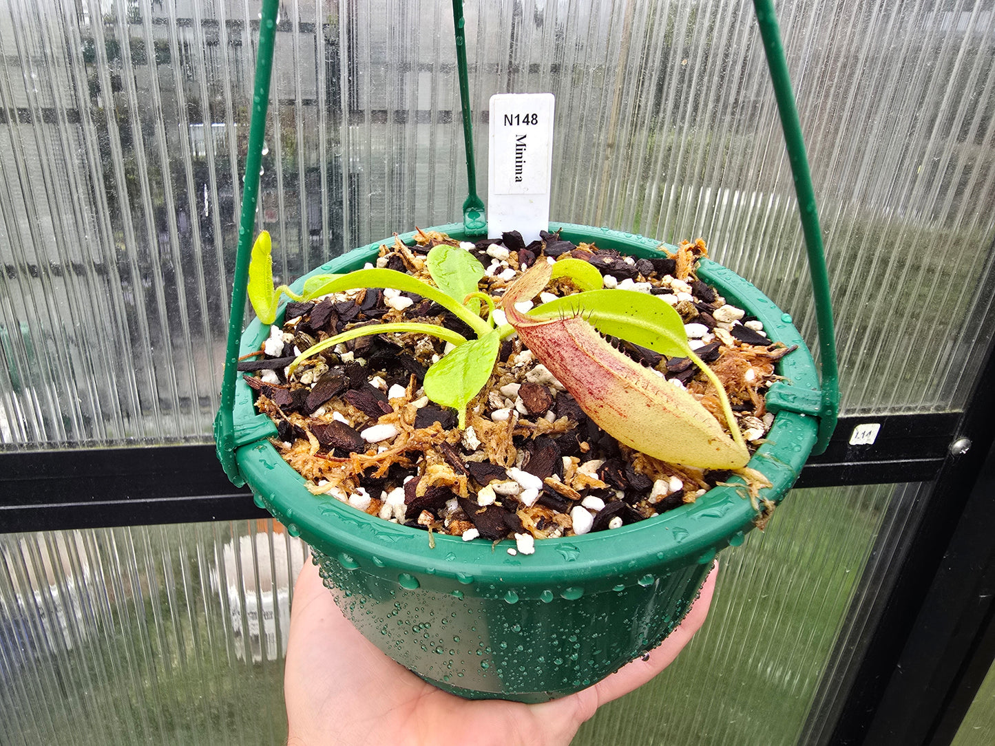 Nepenthes minima - Lowland Tropical Pitcher Plant