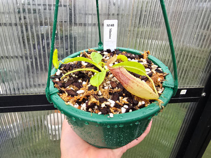 Nepenthes minima - Lowland Tropical Pitcher Plant