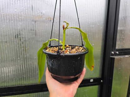 Nepenthes maxima x ventricosa - Highland Tropical Pitcher Plant