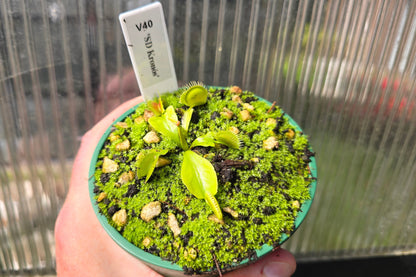 Dionaea muscipula 'SD Kronos' - Venus Fly Trap