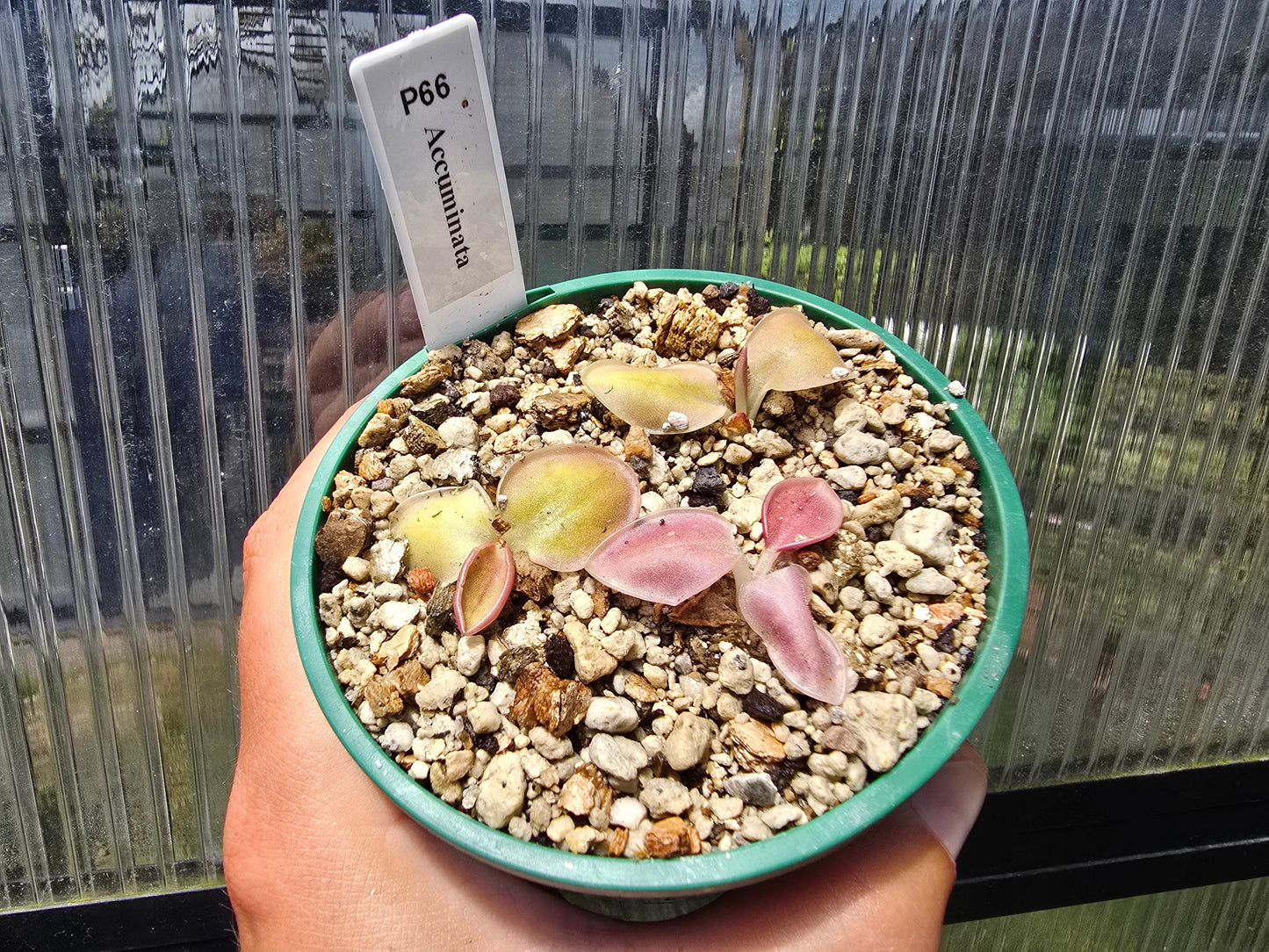 Pinguicula accuminata - Mexican Butterwort