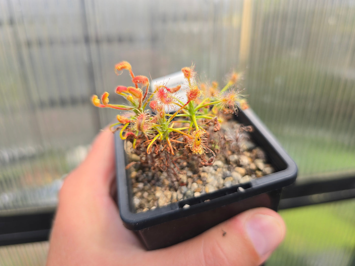 Drosera scorpioides - Pygmy - The Shaggy Sundew