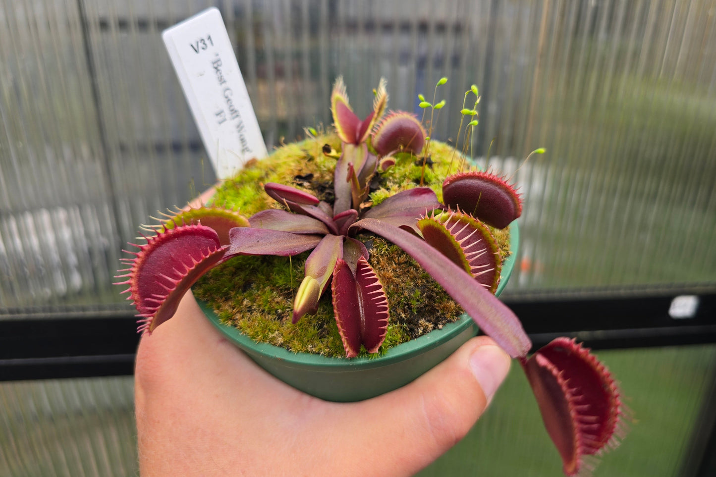 Dionaea muscipula 'Best Geoff Wong' F1 - Venus Fly Trap