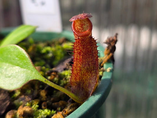 Nepenthes maxima x 'Miranda' - Intermediate Tropical Pitcher Plant