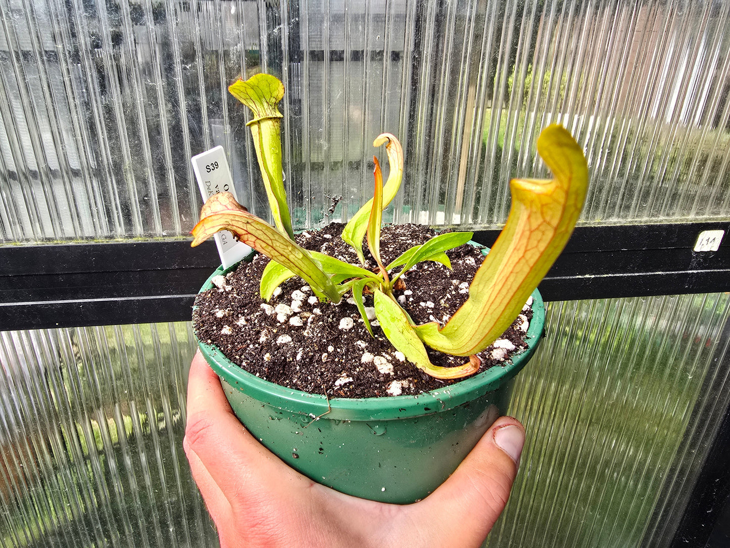 Sarracenia oreophila var. ornata (DeKalb County, Georgia, USA) - Green Pitcher Plant