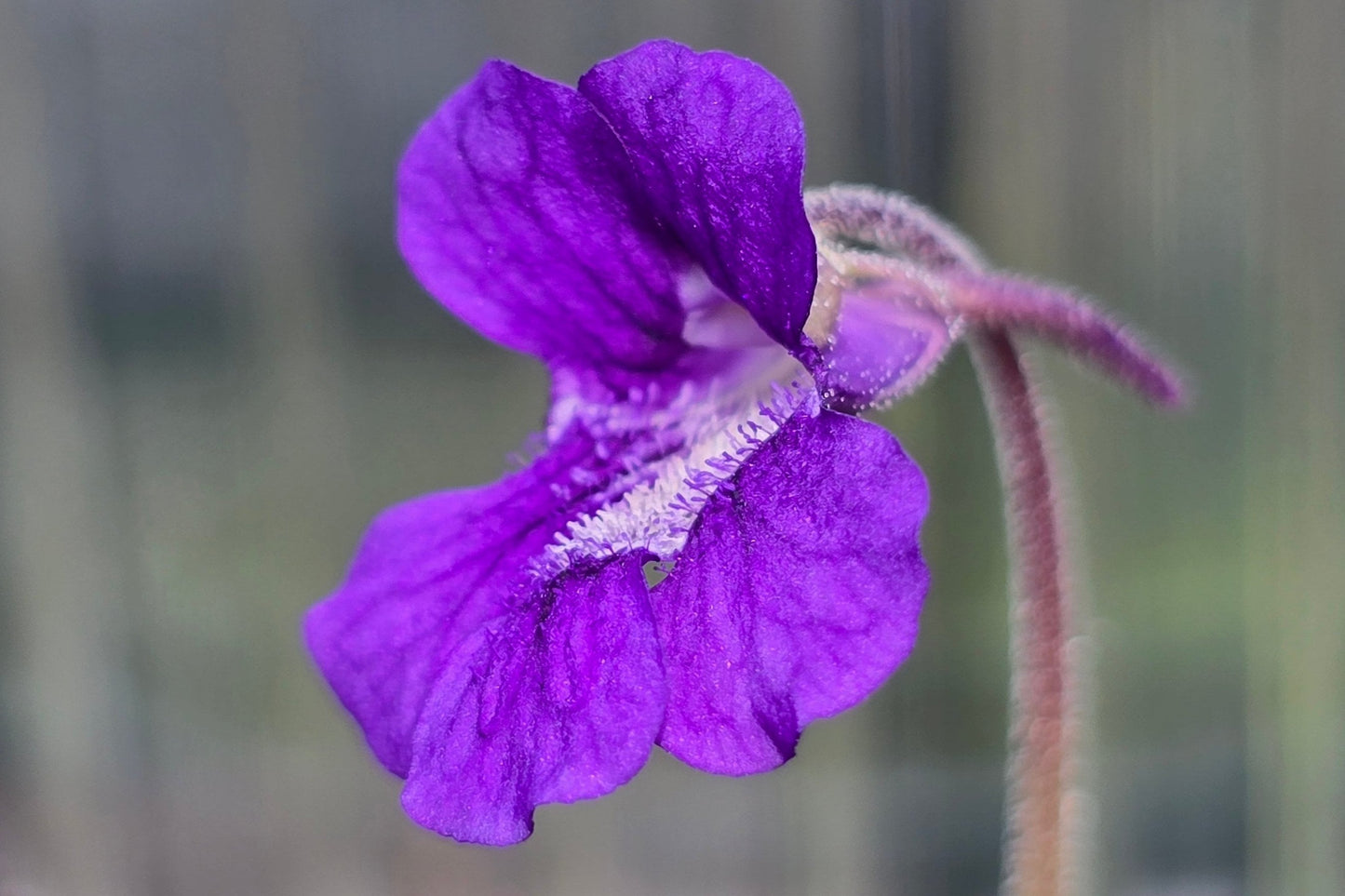 Pinguicula grandiflora (Pirineos, Andora) - Cold Temperate Large-Flowered Butterwort