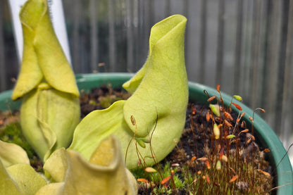 Sarracenia purpurea ssp. venosa var. burkeii - Luteola Form - American Pitcher Plant